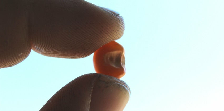 mais ottofile farina polenta mais ottofile farina polenta