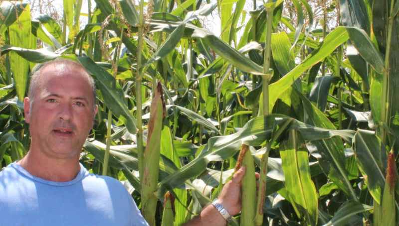 campo mais ottofile verde