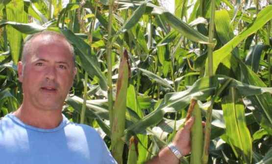 farina polenta Novara